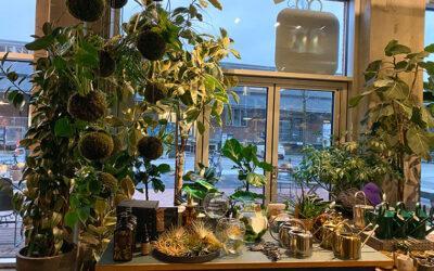 Grønt fra gulv til loft i Plantecaféen Plukk