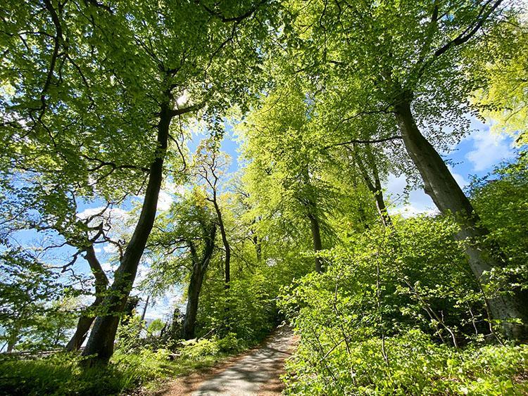 Riis skov oplevelse i Århus lystbådehavn Riis skov med ramsløg i skovbunden