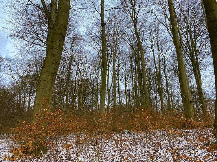 Riis skov i Århus