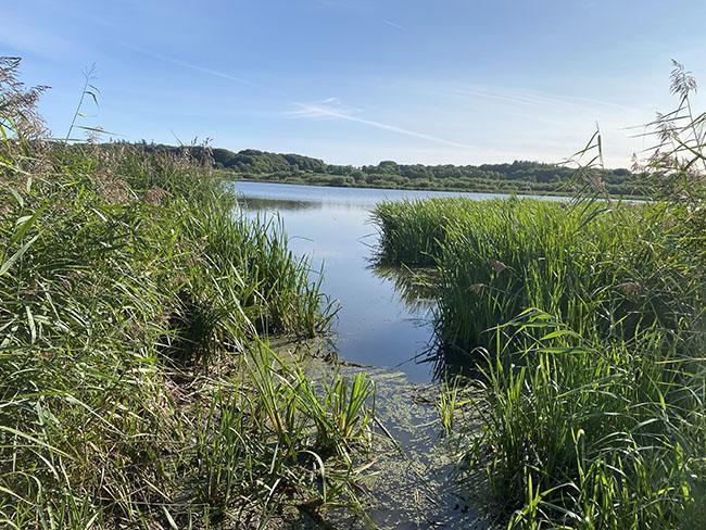 Årslev Engsø