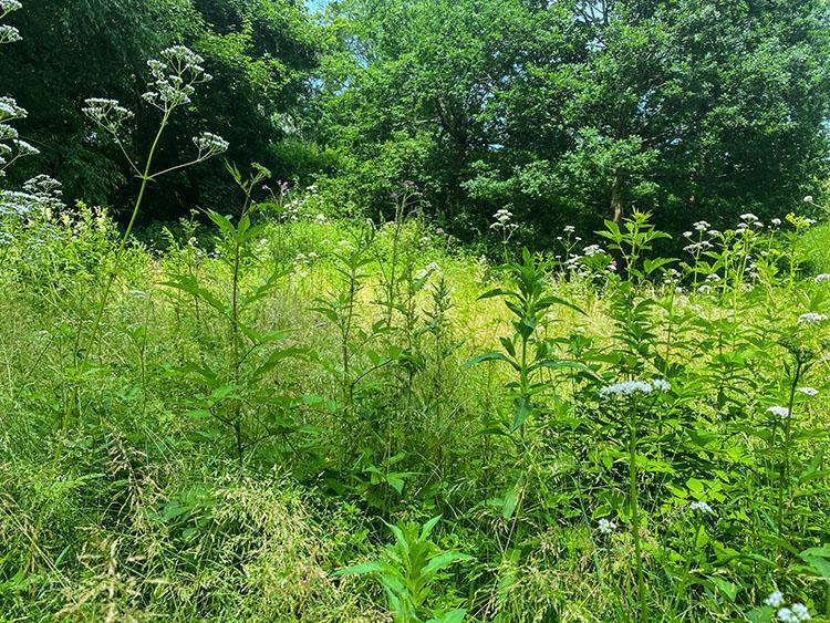 Vennelyst park Vennelyst park