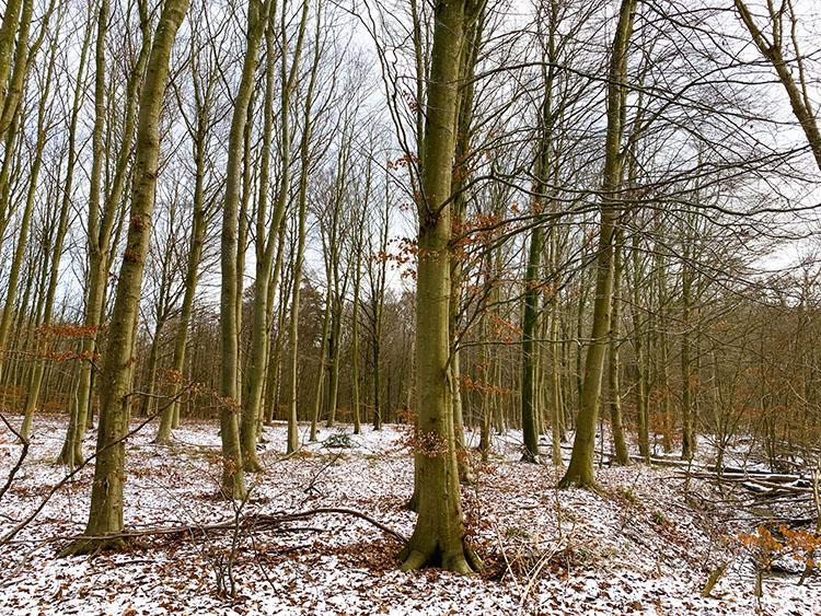 Havreballe skov