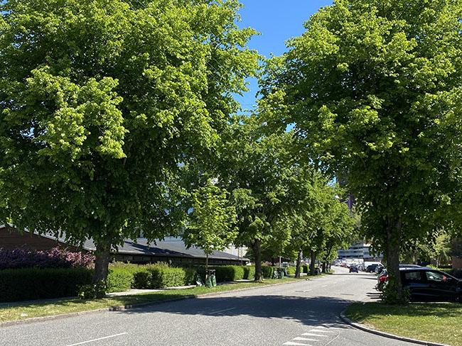 Langenæs i Århus Langenæs i Århus