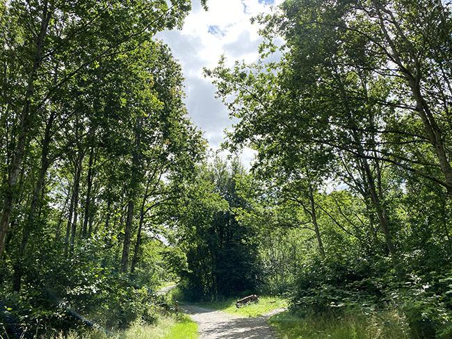 Mollerup skov