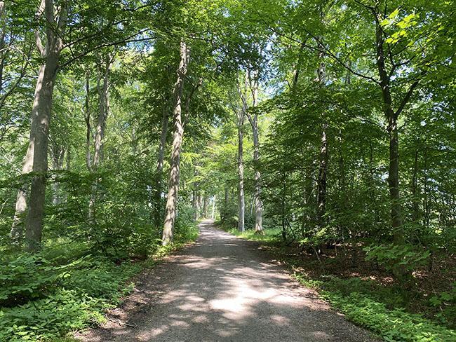 Marselisborg skov