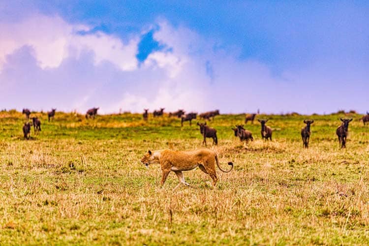 Tag på uforglemmelig Kenya safari med Africa Tours sponseret