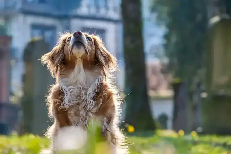 Alt hvad du behøver at vide om at få en hund som kæledyr - sponseret Alt hvad du behøver at vide om at få en hund som kæledyr - sponseret