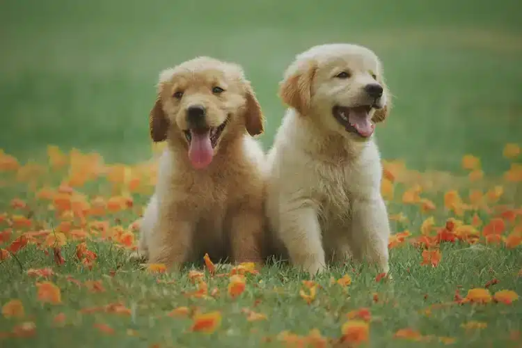 3 essentielle stykker udstyr til din første hundehvalp 3 essentielle stykker udstyr til din første hundehvalp