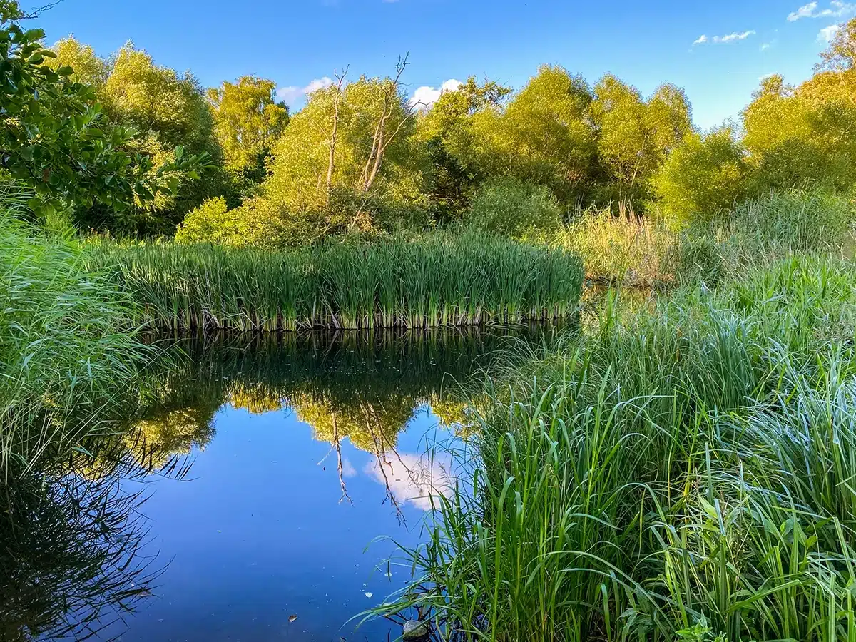 Brabrand sø - åen med siv Brabrand sø - åen med siv