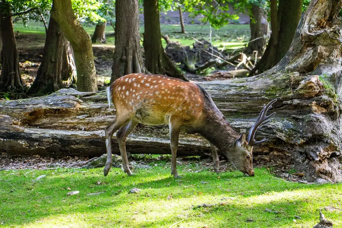 Dådyr tæt på stien i Marselisborg Dyrehave