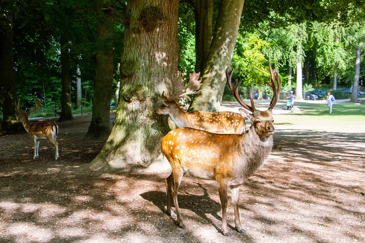 Hjorte tæt ved stien i Marselisborg Dyrehave