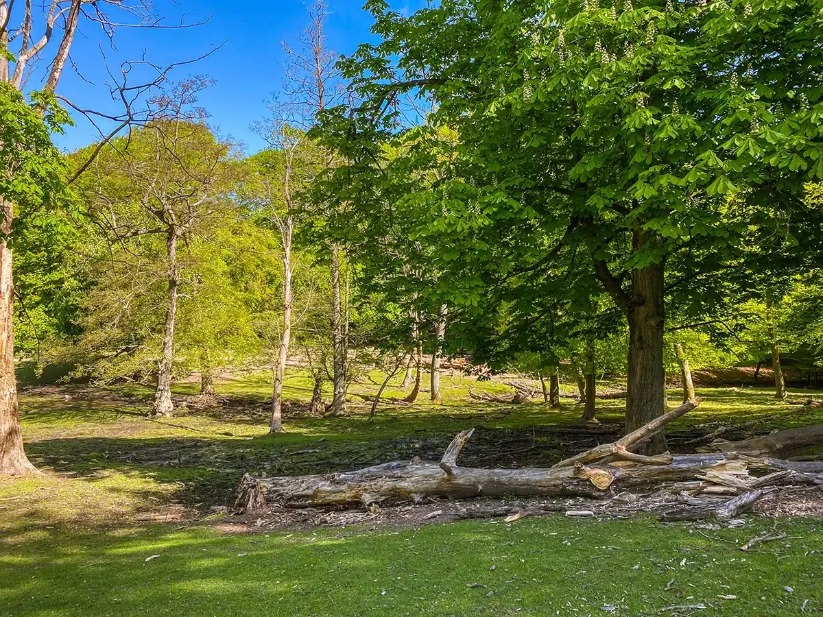 Grønne træer og natur i Marselisborg Dyrehave