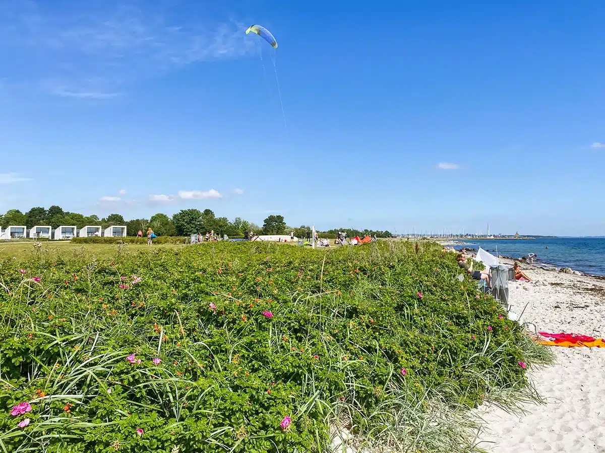Kystnær udsigt med hyben og sand ved Åkrogen Strandpark