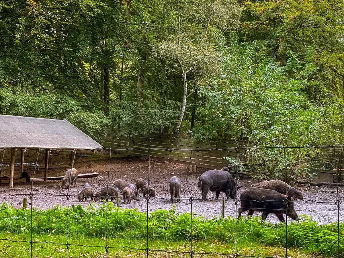 Vildsvin i indhegning i Marselisborg Dyrehave