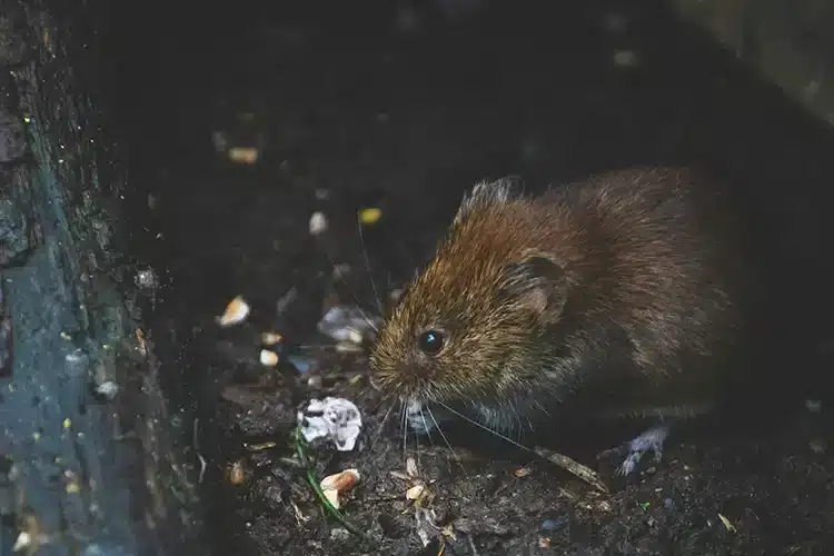 Skadedyrsbekæmpelse i Aarhus og Silkeborg – lokal hjælp til alle typer skadedyr - Sponseret Skadedyrsbekæmpelse i Aarhus og Silkeborg – lokal hjælp til alle typer skadedyr - Sponseret