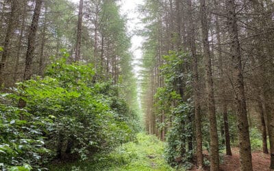 Brendstrup skov