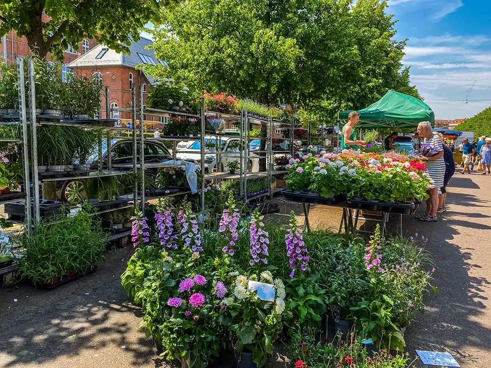 Farverige blomster og planter på Ingerslev Boulevard marked