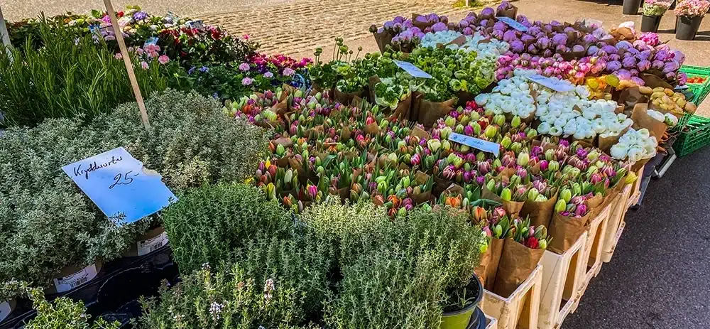 Farverige blomster på Ingerslev Boulevard marked
