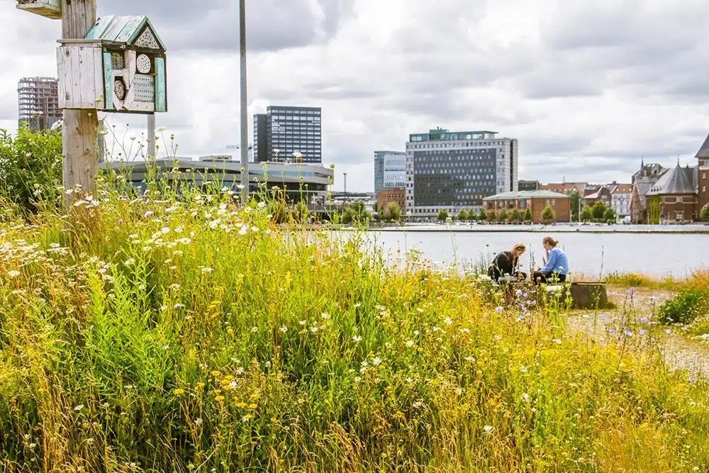 Kontrastfyldt udsigt fra en sandbakke med vilde blomster på Pier 2 mod Domen og en stor blå havnekran.