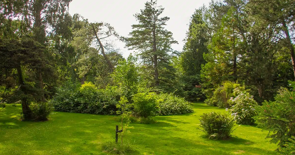 Åben græsplæne med træer i Forstbotanisk have