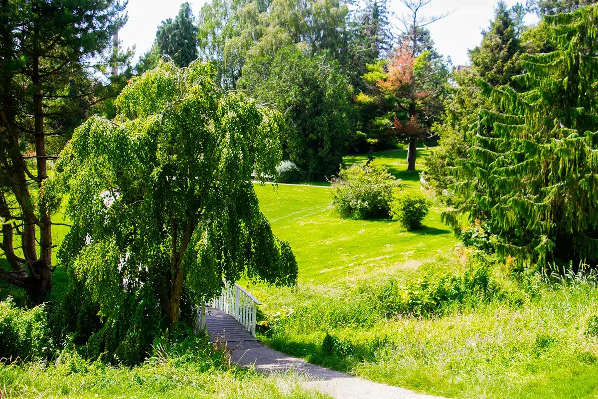 Bro og grønne bakker i botanisk have