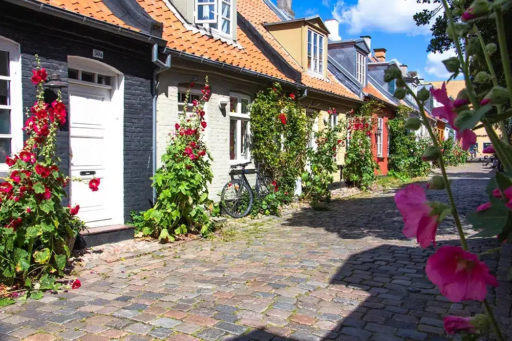 Farverige huse og blomstrende stokroser på Møllestien