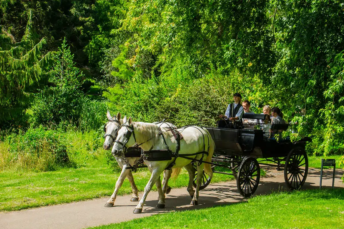 Hestevogn med gæster kører gennem botanisk have