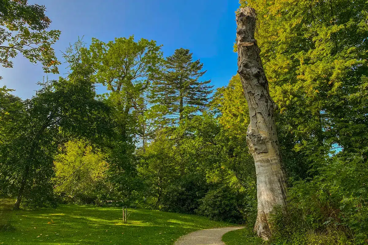 Høj træstub langs snoet sti i Forstbotanisk have