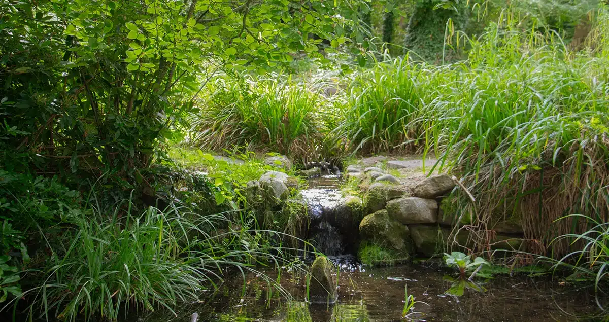 Lille vandløb mellem sten og planter i Forstbotanisk have