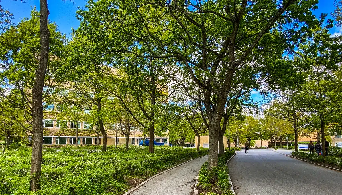 Øgadekvarteret med historiske universitets bygninger og frodige træer Øgadekvarteret med historiske universitets bygninger og frodige træer