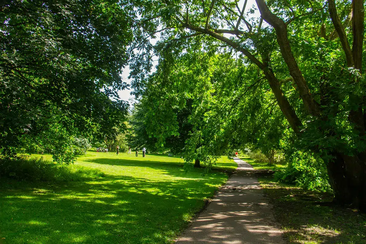Solrig sti under træer i botanisk have