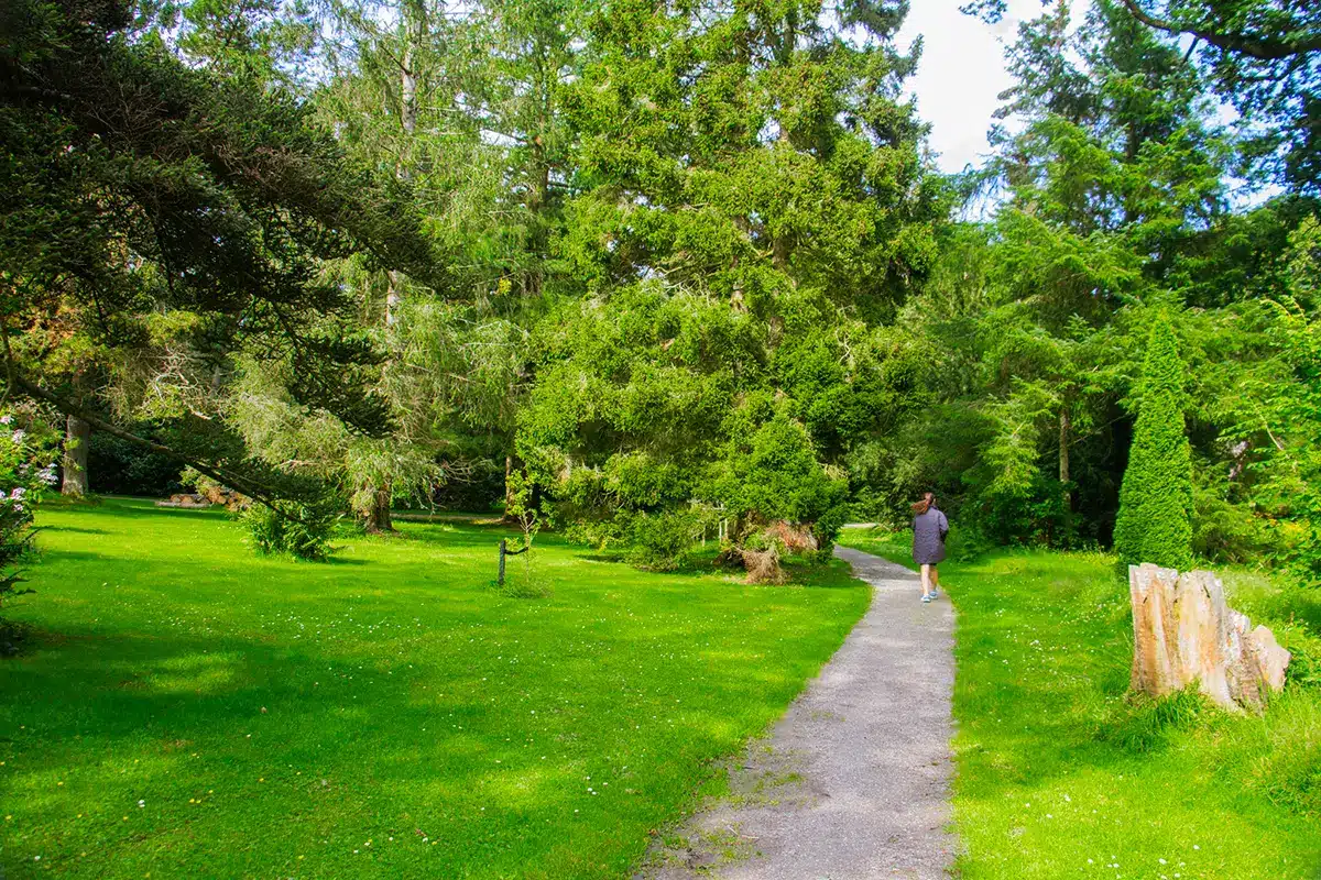 Sti gennem høje træer i Forstbotanisk have Sti gennem høje træer i Forstbotanisk have