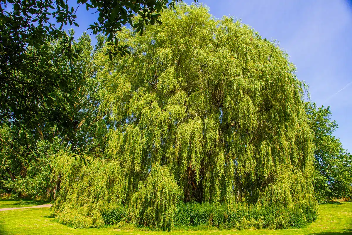 Stor hængepil midt på plæne i botanisk have