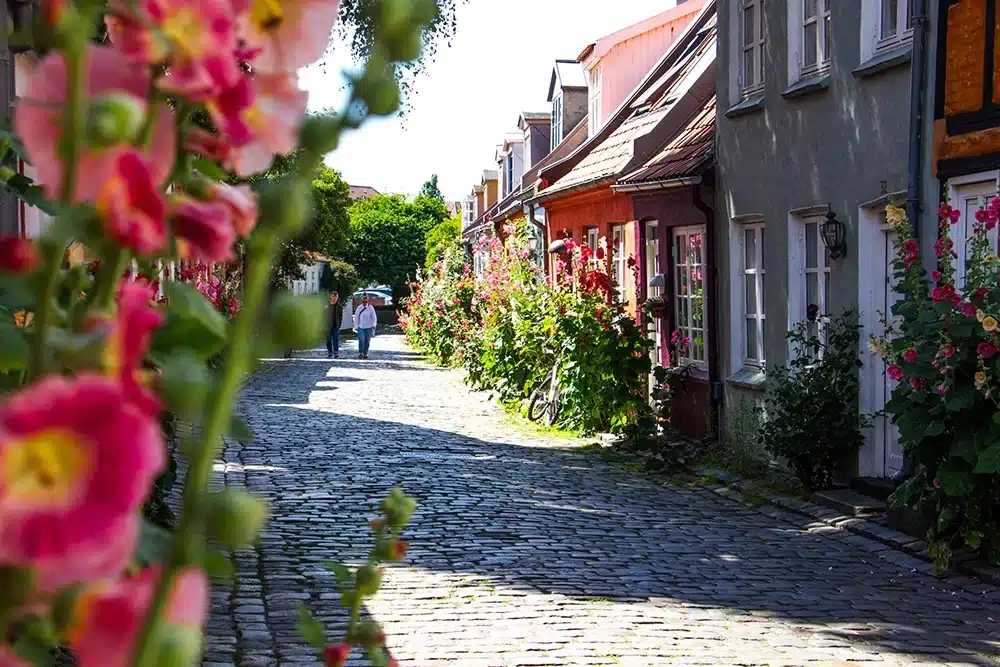 smukke stokroser langs den brostensbelagte gade på Møllestien
