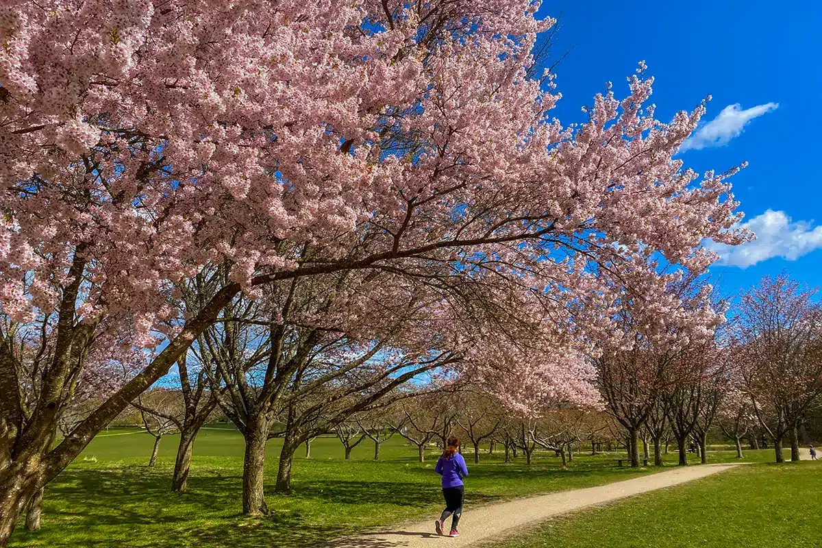 En løber under de blomstrende lyserøde japanske kirsebærtræer i Mindeparken En løber under de blomstrende lyserøde japanske kirsebærtræer i Mindeparken