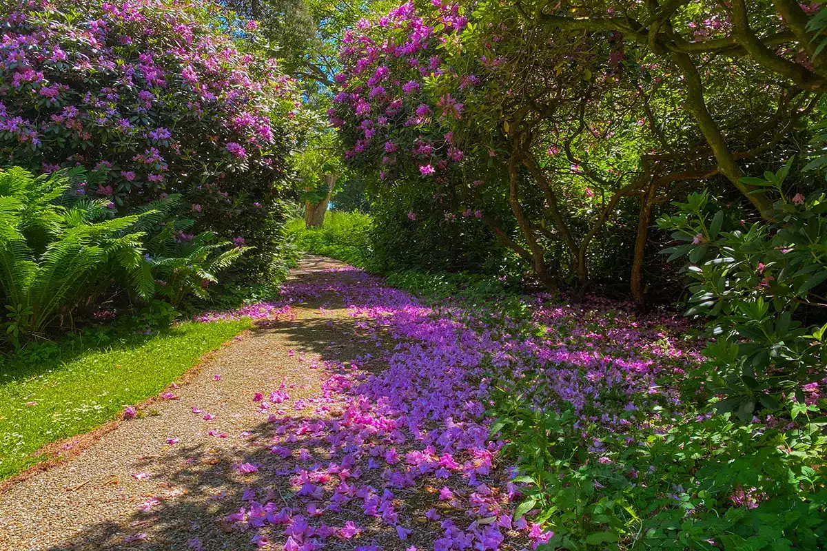 En sti dækket af lilla kronblade under rhododendronbuske i Mindeparken En sti dækket af lilla kronblade under rhododendronbuske i Mindeparken