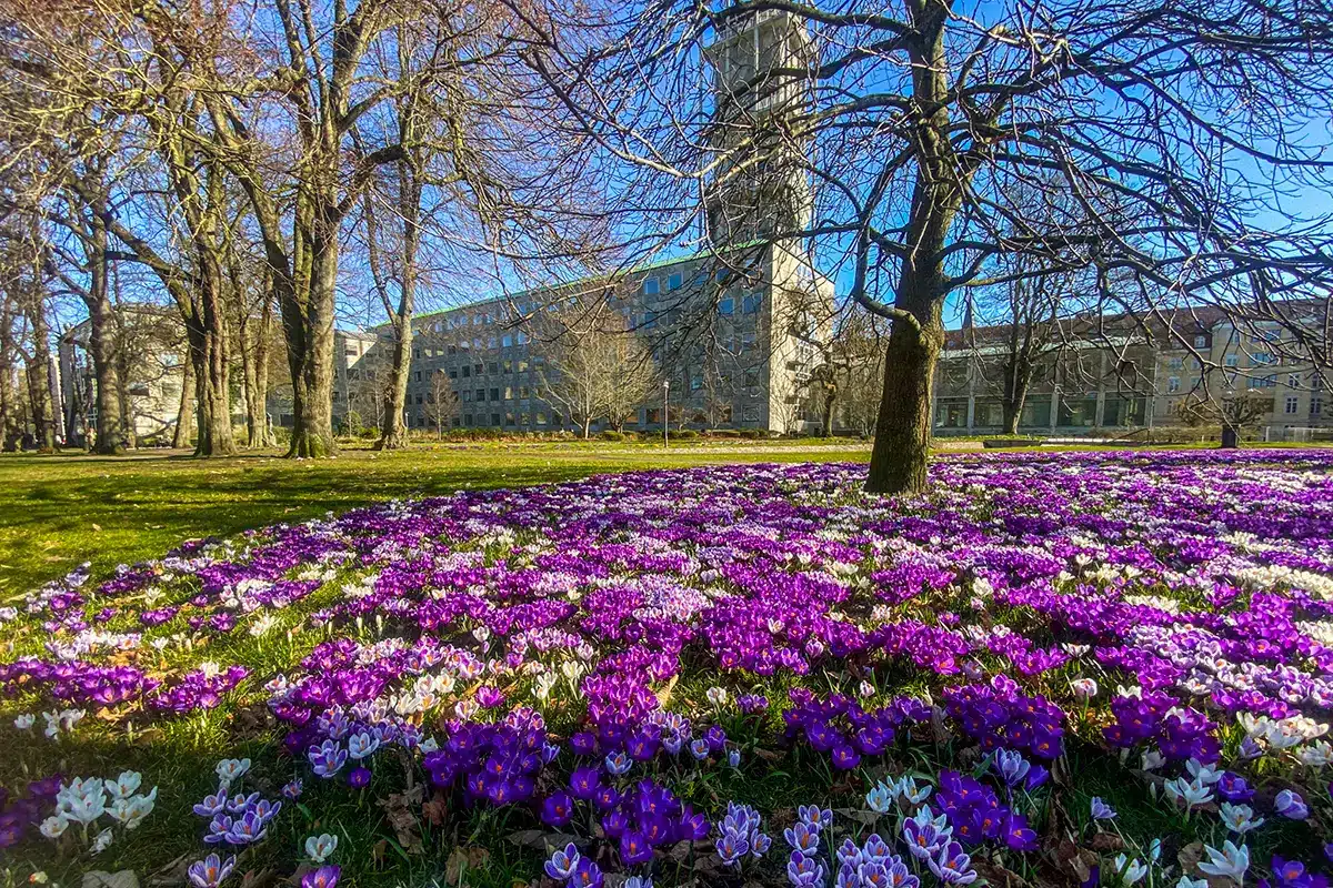 Et betagende lilla tæppe af blomstrende krokus i forårets Rådhusparken