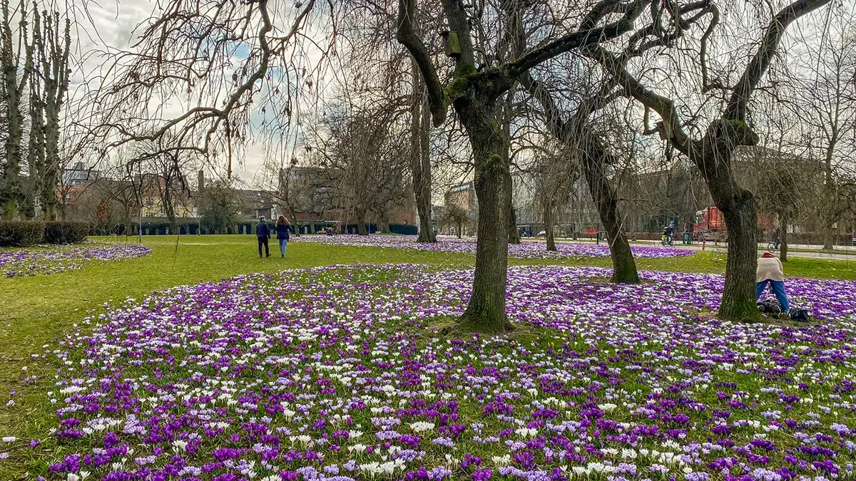 Et lilla tæppe af blomstrende krokus i forårets Rådhusparken