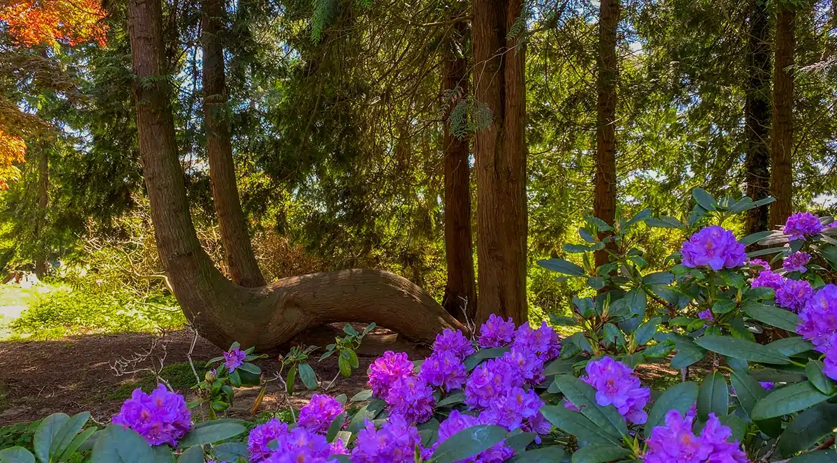 Rømerhaven og rhododendronbuske i Mindeparken Rømerhaven og rhododendronbuske i Mindeparken
