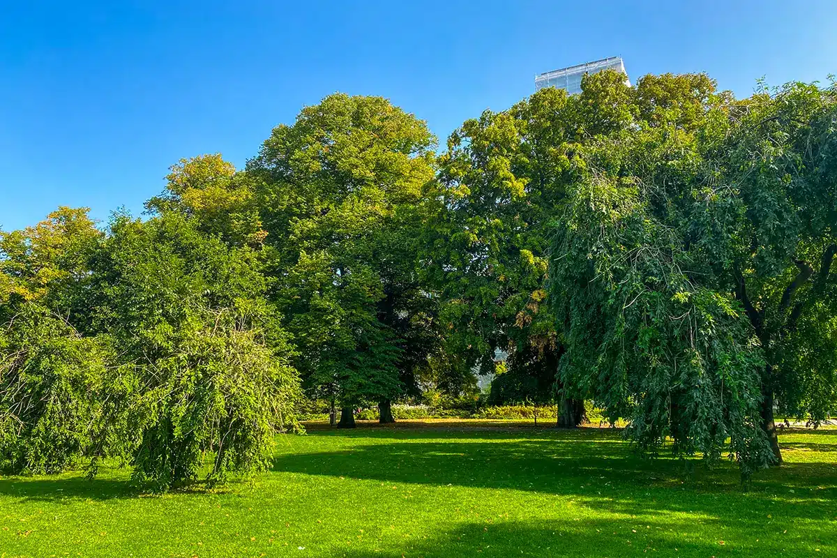 Store tætte trækroner giver svalende skygge på en solskinsdag i Rådhusparken