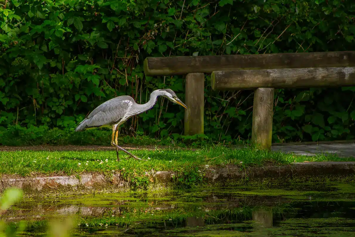 en fiskehejre står på lur ved vandkanten i grønne Mindeparken en fiskehejre står på lur ved vandkanten i grønne Mindeparken