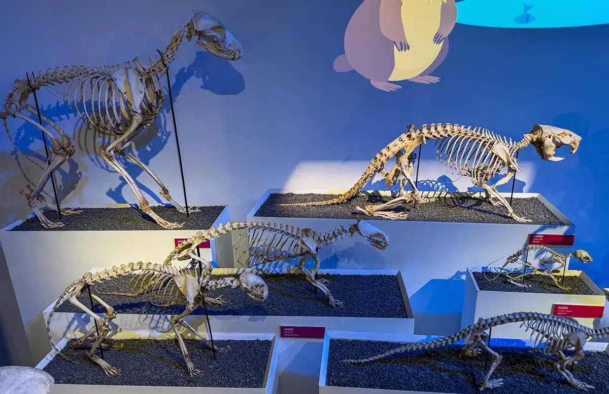 Flere forskellige dyreskeletter i evolutionsafsnittet på Naturhistorisk Museum Flere forskellige dyreskeletter i evolutionsafsnittet på Naturhistorisk Museum