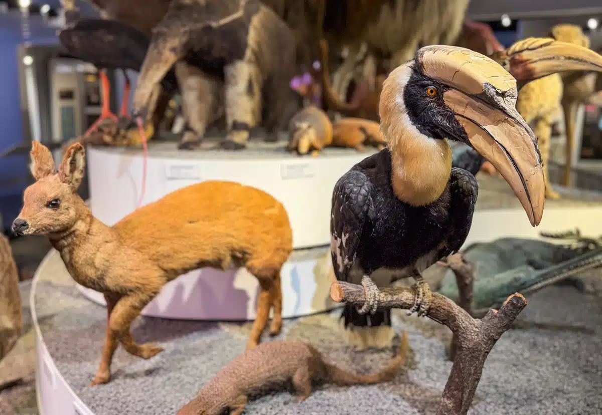 Fugl blandt dyr i Den Globale Baghave på Naturhistorisk Museum Fugl blandt dyr i Den Globale Baghave på Naturhistorisk Museum