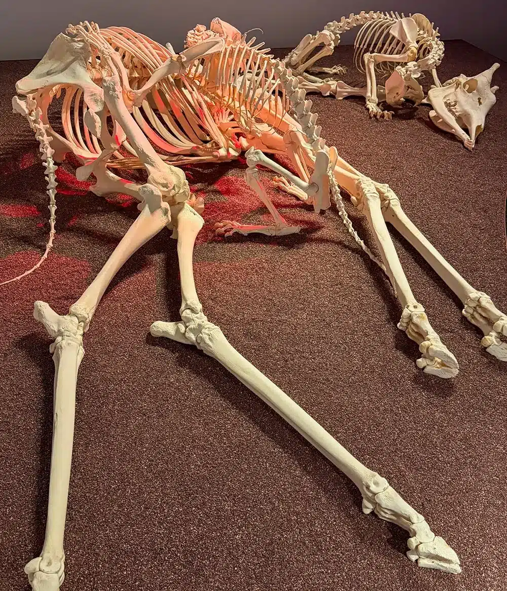 Girafskelet og løver i Den Globale Baghave på Naturhistorisk Museum Girafskelet og løver i Den Globale Baghave på Naturhistorisk Museum