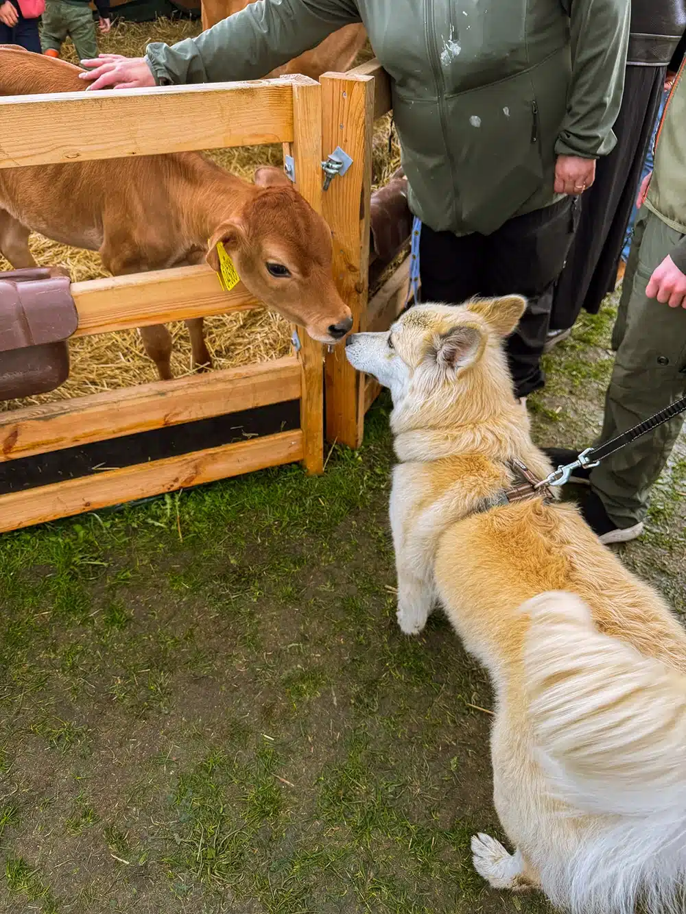 Kalv og hund hilser på hinanden på Food Festival Kalv og hund hilser på hinanden på Food Festival