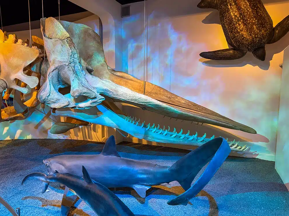 Kaskelothvalskelet og havdyr i Den Globale Baghave på Naturhistorisk Museum Kaskelothvalskelet og havdyr i Den Globale Baghave på Naturhistorisk Museum