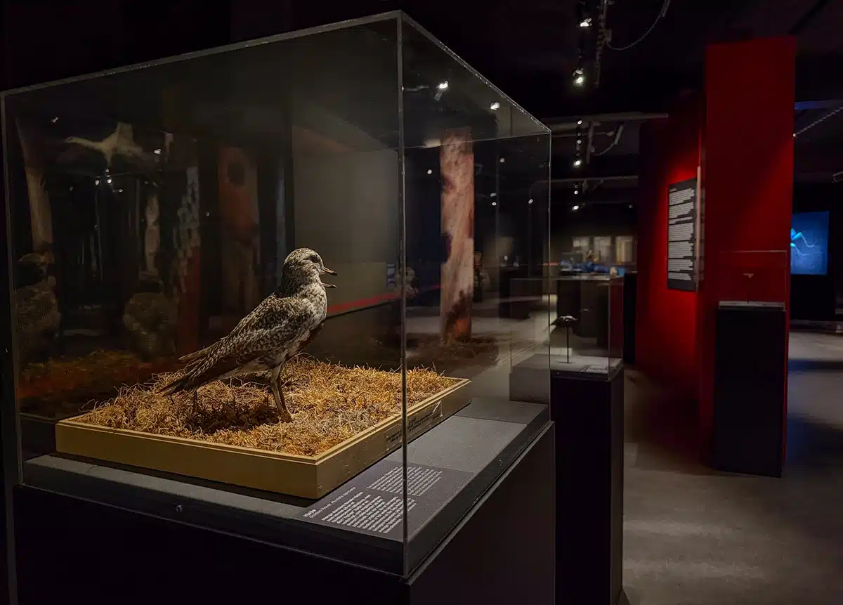 Udstoppet fugl i montre i udstilling på Naturhistorisk Museum Udstoppet fugl i montre i udstilling Afterglow på Naturhistorisk Museum