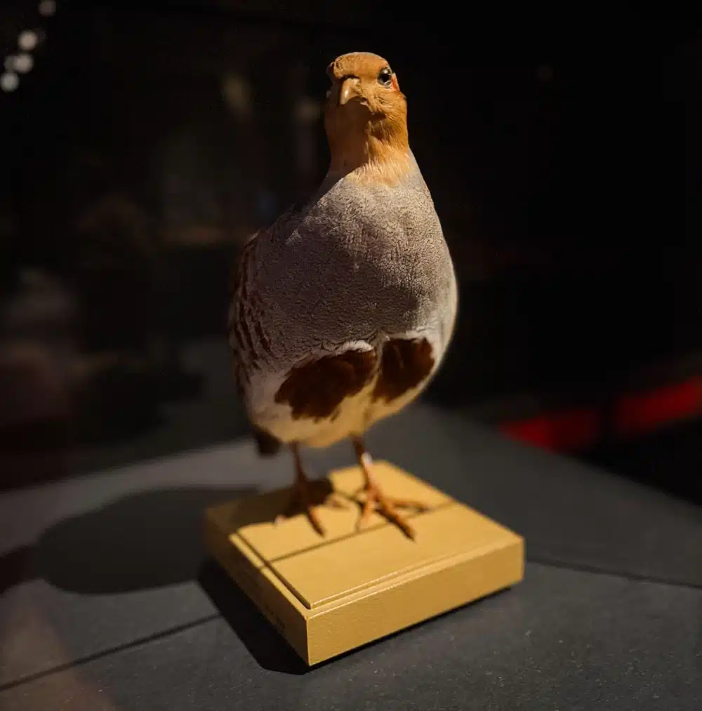 Udstoppet fugl i særudstillingen Afterglow på Naturhistorisk Museum Udstoppet fugl i særudstillingen Afterglow på Naturhistorisk Museum